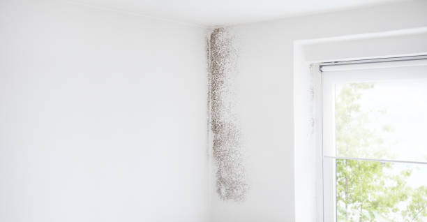 Mold Remediation for Rental Properties in Farmington, IL